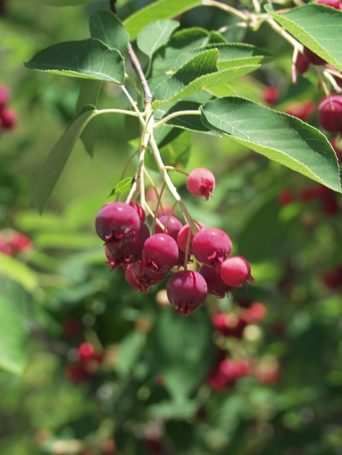 Amelanchier x grandiflora Autumn Brilliance&trade;