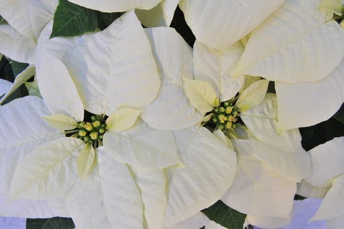 Euphorbia pulcherrima Glac&eacute;