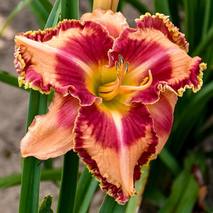 Hemerocallis Rainbow Rhythm&reg; Lake of Fire