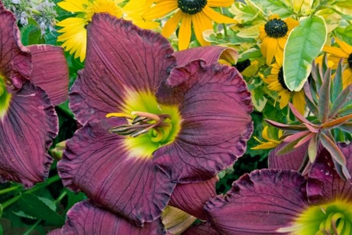 Hemerocallis Rainbow Rhythm&reg; Nosferatu