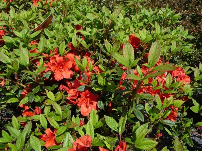 Rhododendron Encore&reg; Autumn Embers&trade;