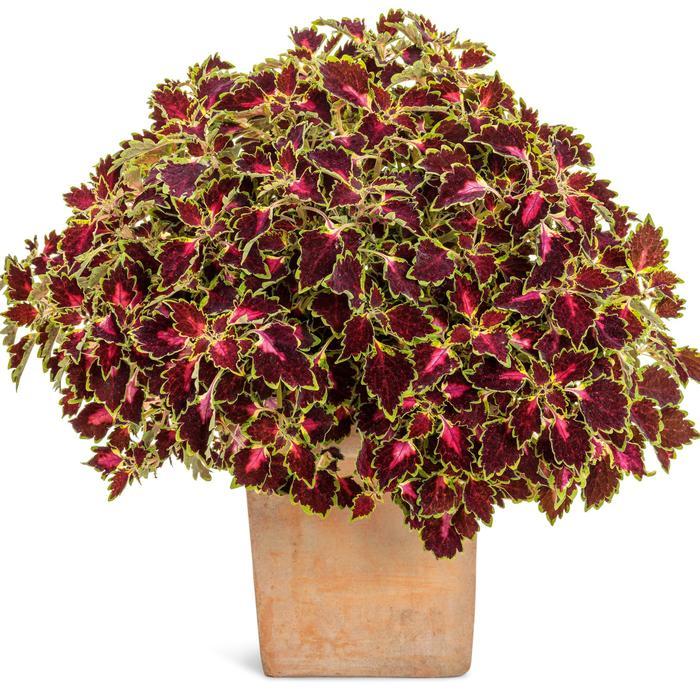 Coleus scutellarioides ColorBlaze&reg; Cherry Drop