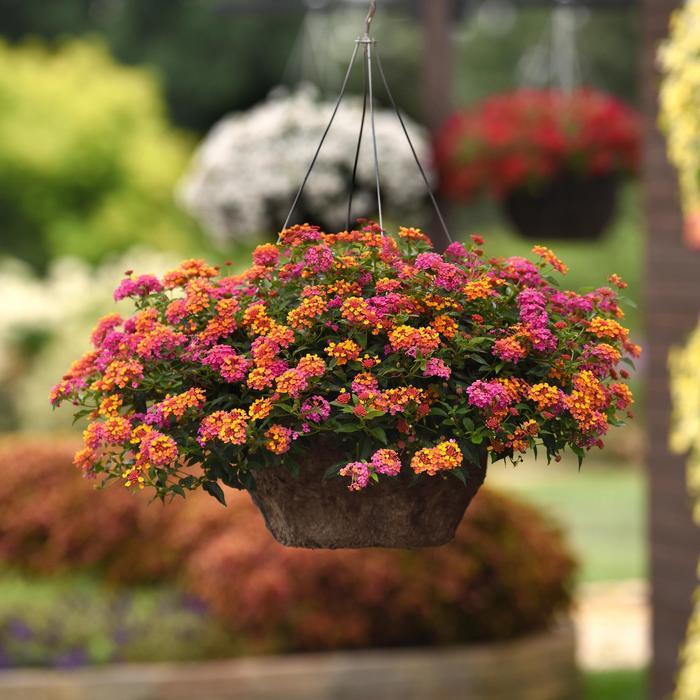 Lantana camara Bloomify&trade; PassionFruit