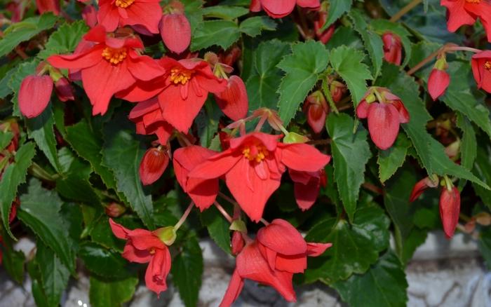Begonia Beaucoup&reg; Red