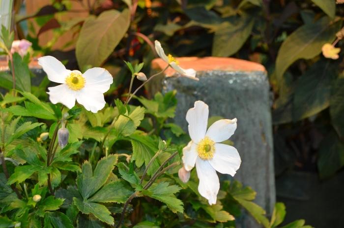 Anemone Wild Swan&trade;