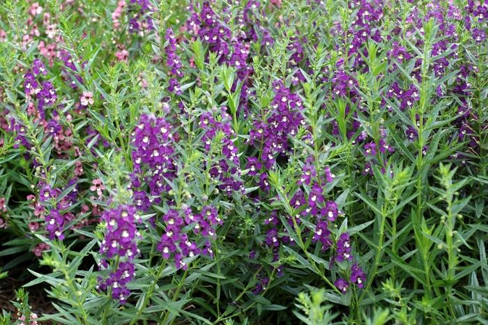 Angelonia angustifolia Archangel&trade; Purple