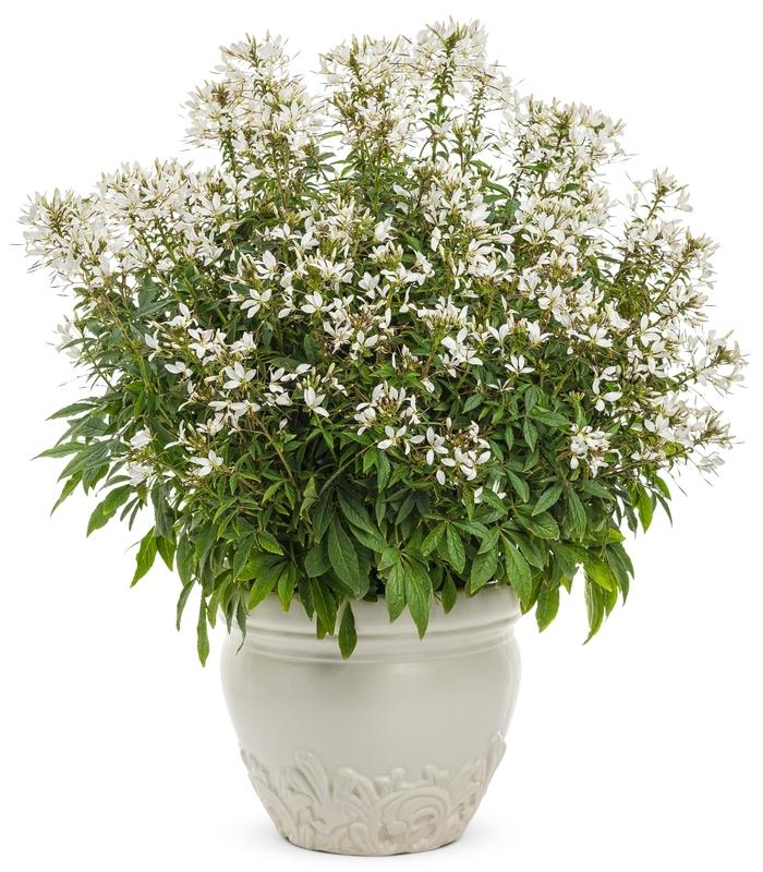 Cleome Senorita Blanca&reg;