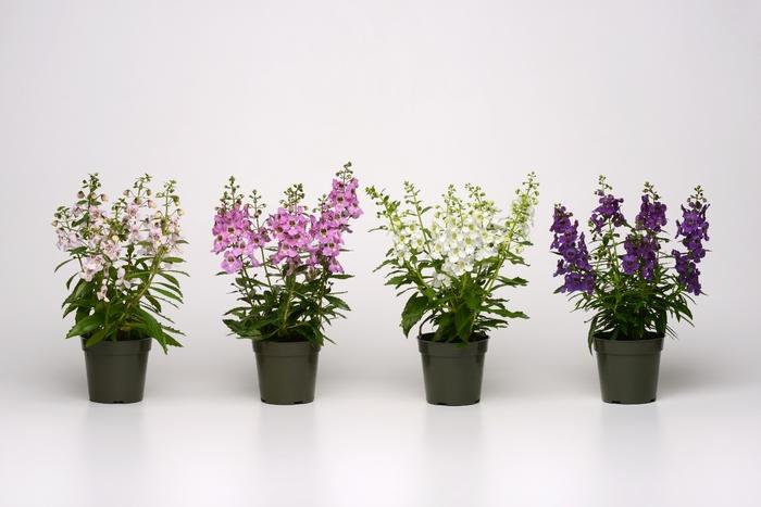 Angelonia angustifolia Archangel&trade; Light Pink