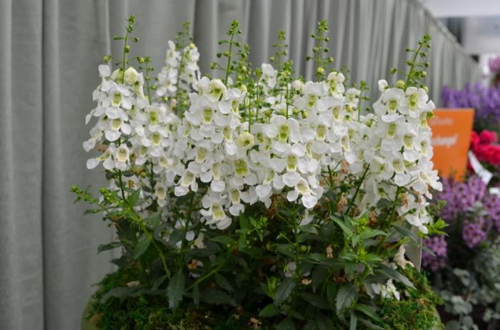 Angelonia angustifolia Archangel&trade; White
