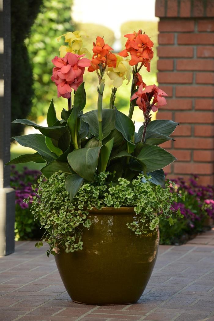 Canna x generalis Cannova&reg; Mango