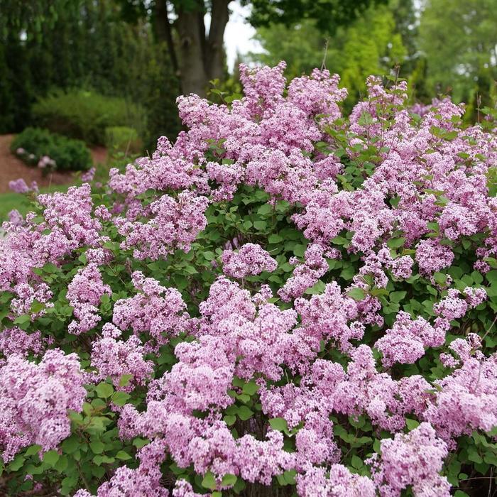 Syringa x pubescens Bloomerang Purpink&reg; 