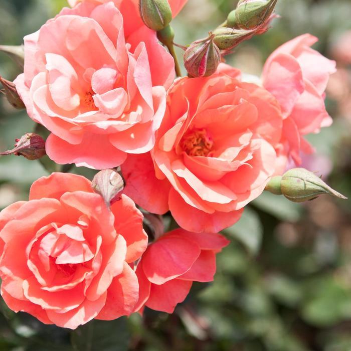 Rosa Knock Out&reg; Coral