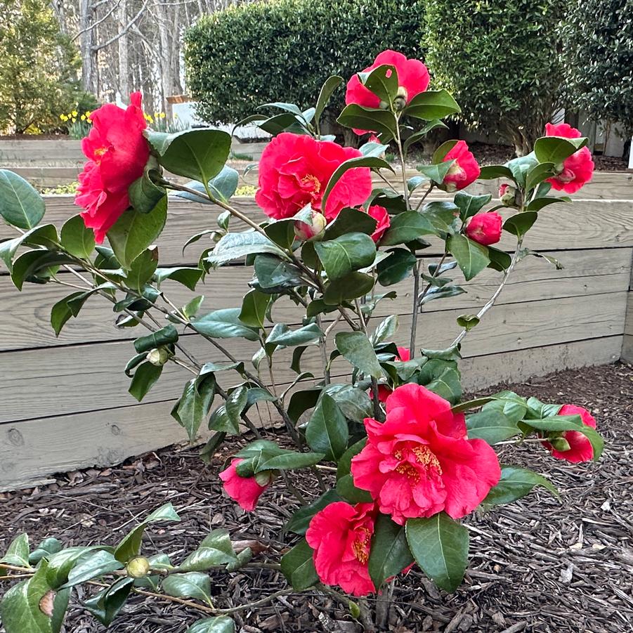 Camellia japonica 'Kramer's Supreme' - Camellia from Grower Website Two