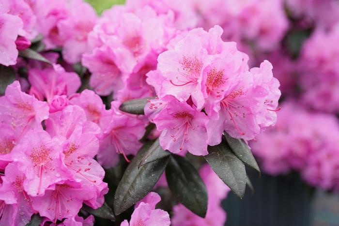 Rhododendron Black Hat&reg;