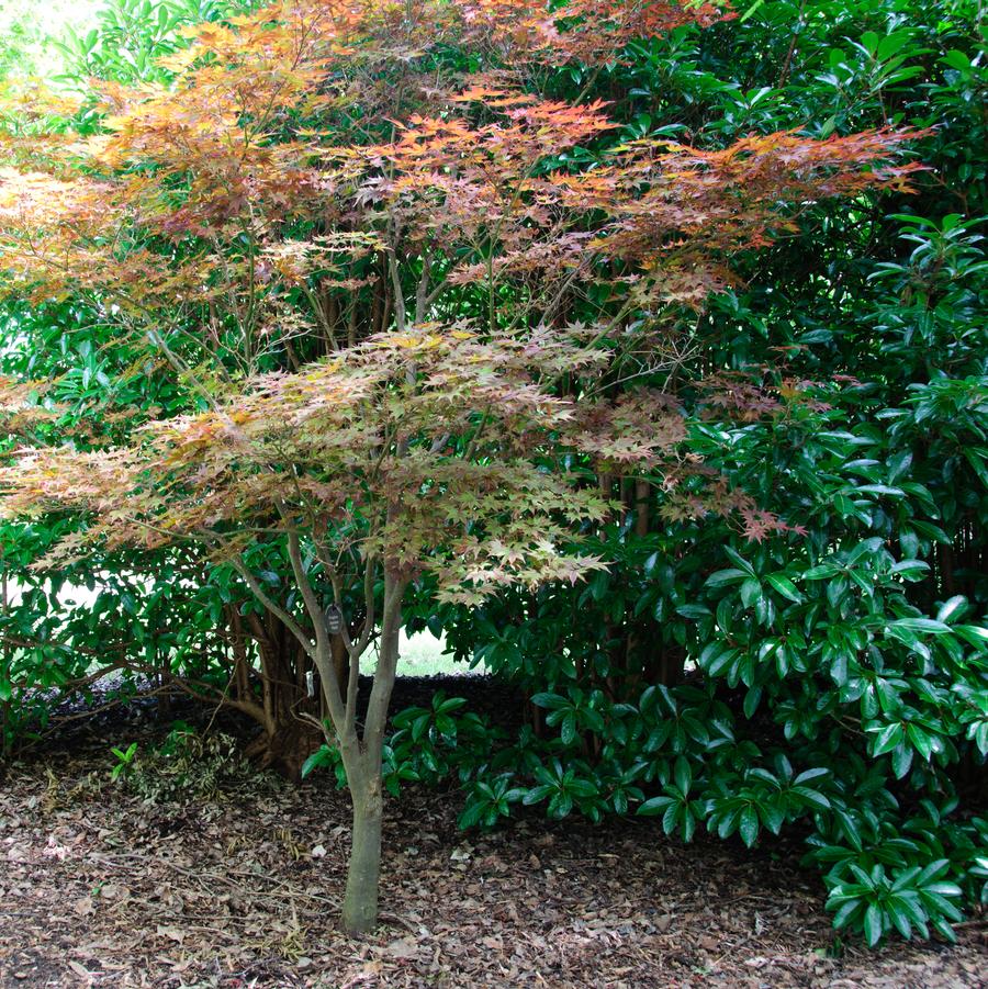 Acer palmatum 'Fireglow' 