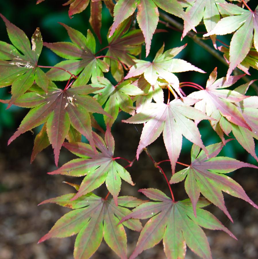 Acer palmatum 'Fireglow' 