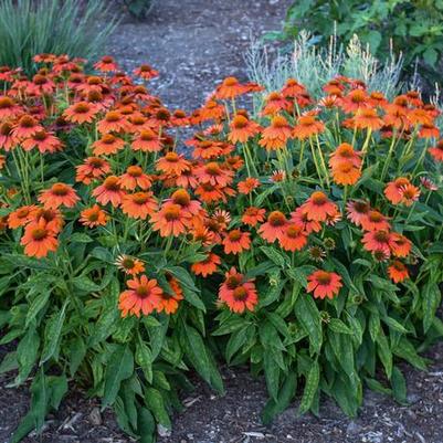 Echinacea Sombrero&reg; Adobe Orange
