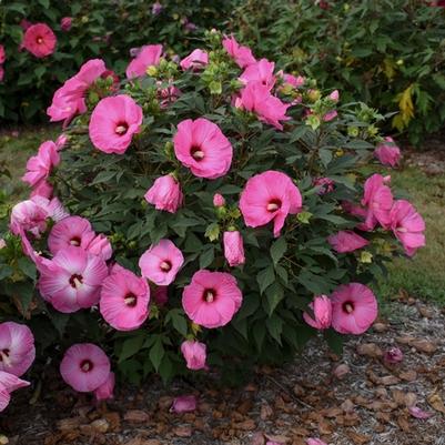 Hibiscus Summerific&reg; Candy Crush