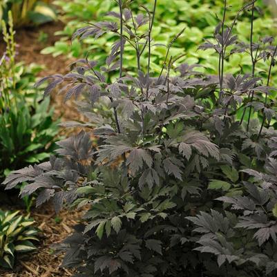 Actaea Chocoholic