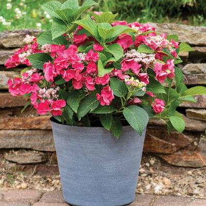 Hydrangea macrophylla Cherry Explosion&trade;