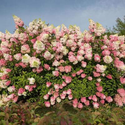 Hydrangea paniculata Berry White&reg;