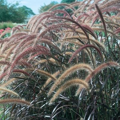 Pennisetum setaceum Graceful Grasses&reg; Rubrum