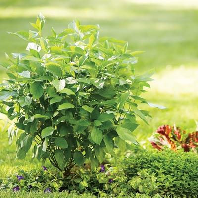 Cornus stolonifera Arctic Fire&reg; Red