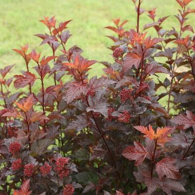 Physocarpus opulifolius Ginger Wine&reg;