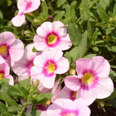 Calibrachoa Bloomtastic Rose Quartz