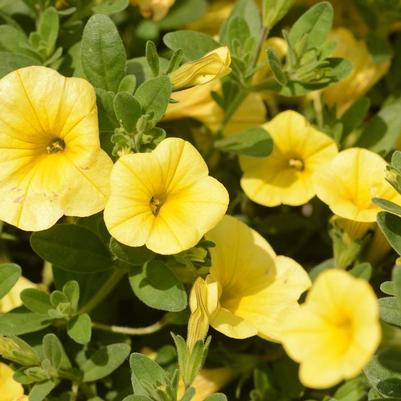 Calibrachoa Bloomtastic Yellow