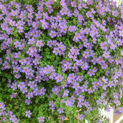 Calibrachoa Aloha Bahia Purple Sand