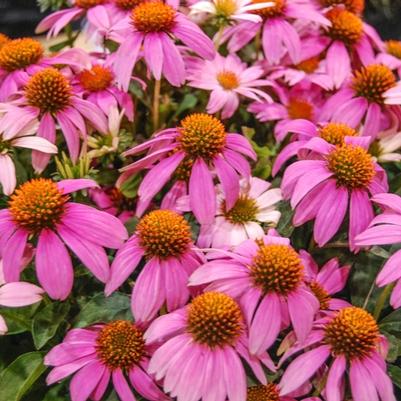 Echinacea Crazy Pink&trade;