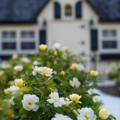 Rosa Knock Out&reg; Sunny