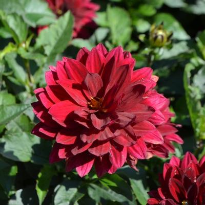 Dahlia Aztec™ Taxco&reg;