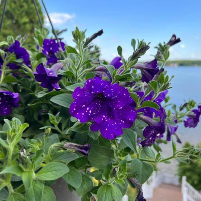 Petunia Headliner&trade; Night Sky