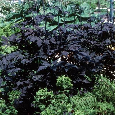 Actaea ramosa Hillside Black Beauty