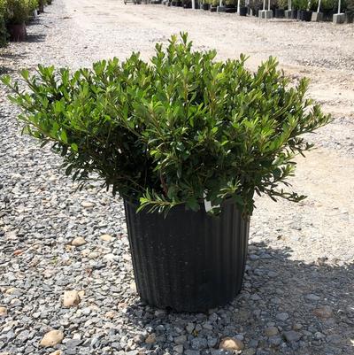 Azalea Gumpo White