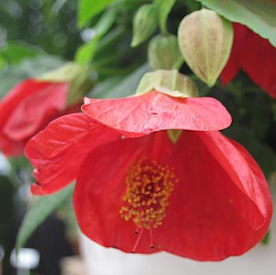 Abutilon Lucky Lantern&trade; Red