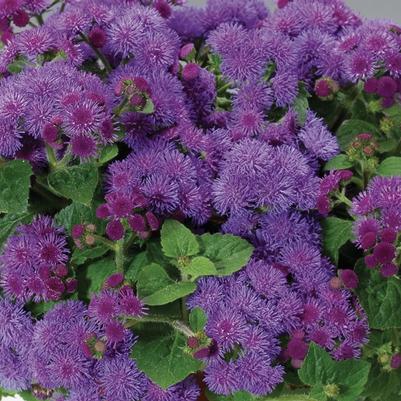 Ageratum houstonianum Artist&reg; Blue