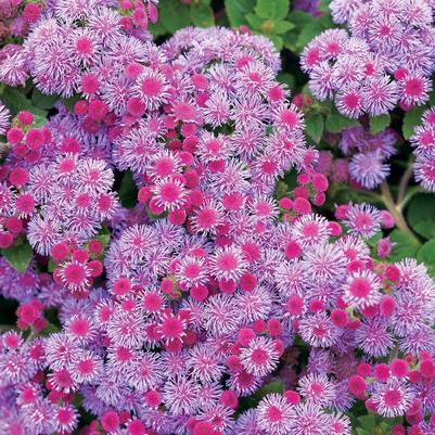 Ageratum houstonianum Artist&reg; Blue Violet