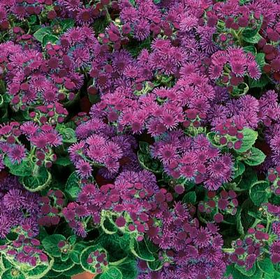 Ageratum houstonianum Artist&reg; Purple