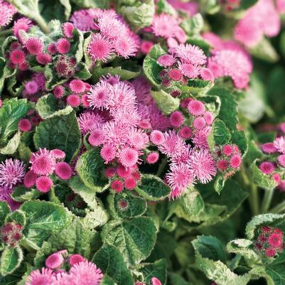 Ageratum houstonianum Artist&reg; Rosea