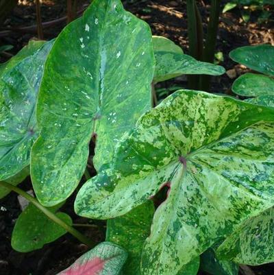 Caladium Painted Frog&trade; Tie-Dyed Tree Frog