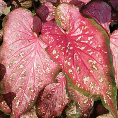 Caladium hortulanum Heart to Heart&trade; Caribbean Coral