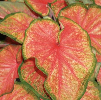 Caladium hortulanum Heart to Heart&trade; Chinook