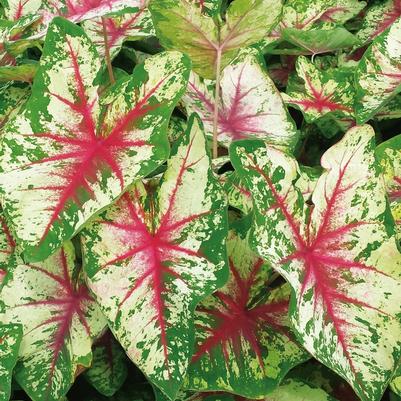 Caladium hortulanum Heart to Heart&trade; Flatter Me