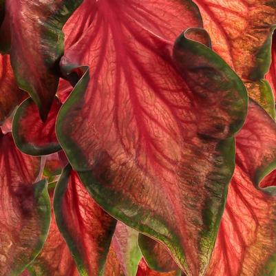 Caladium hortulanum Heart to Heart&reg: Hot 2 Trot