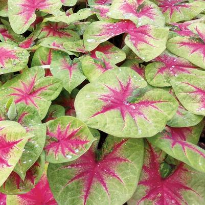 Caladium hortulanum Heart to Heart&trade; Lemon Blush
