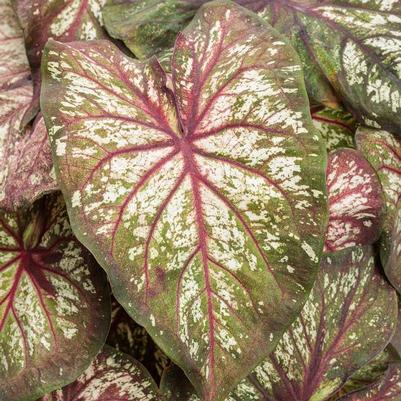 Caladium hortulanum Heart to Heart&reg: Xplosion