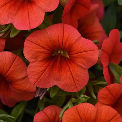 Calibrachoa Cabaret&reg; Orange Improved